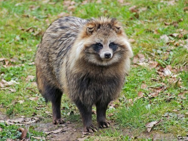 raccoon_dog