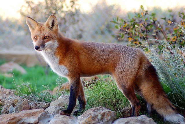 Red fox