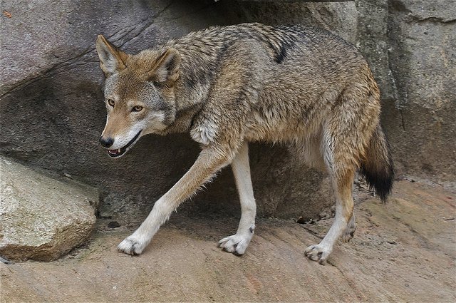 Red wolf