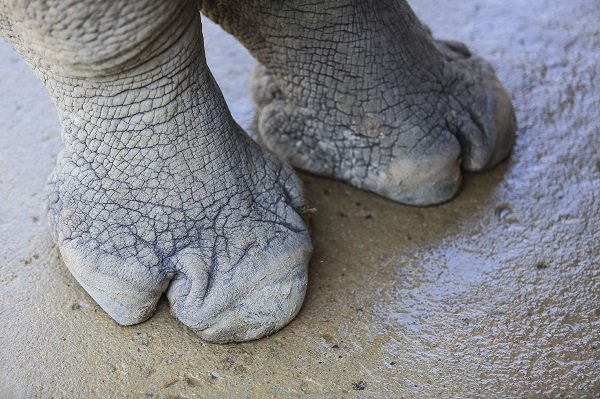 Rhino foot _