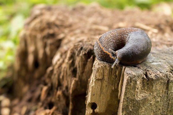 Slug