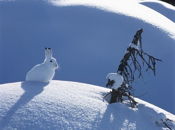Snowshoe Hare