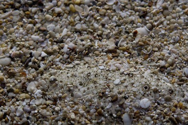 stone_flounder
