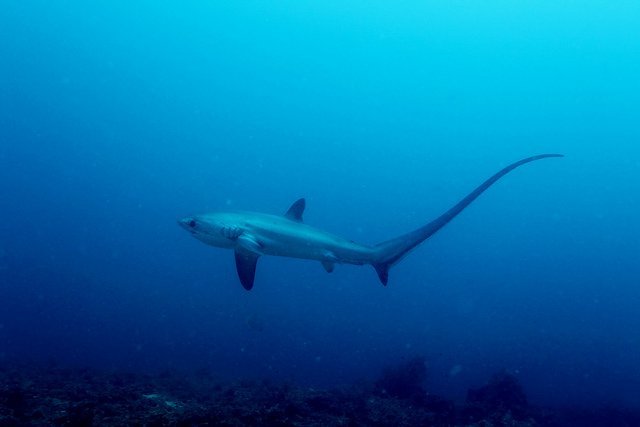 Thresher Shark, Alopias vulpinus