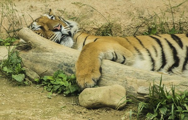 tiger nap