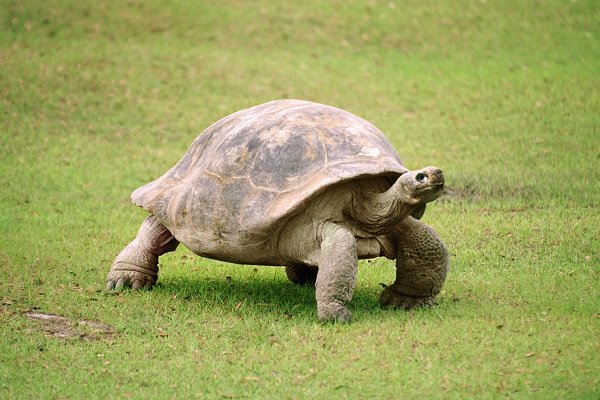 Giant Tortoise