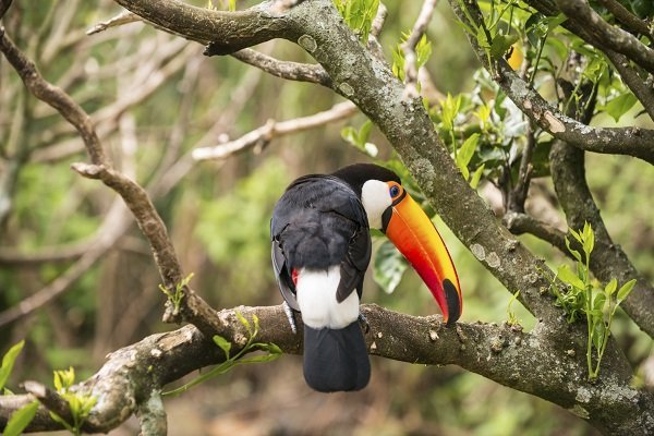 toucan