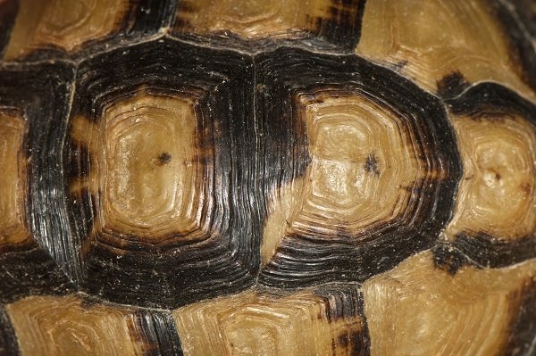 tortoise shell closeup