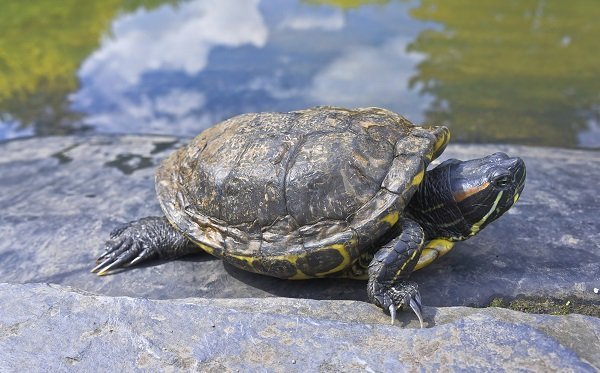 turtle, sun, pond
