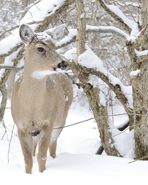 white tailed deer