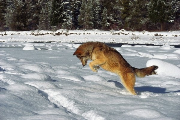 Wild fox jumping in snow