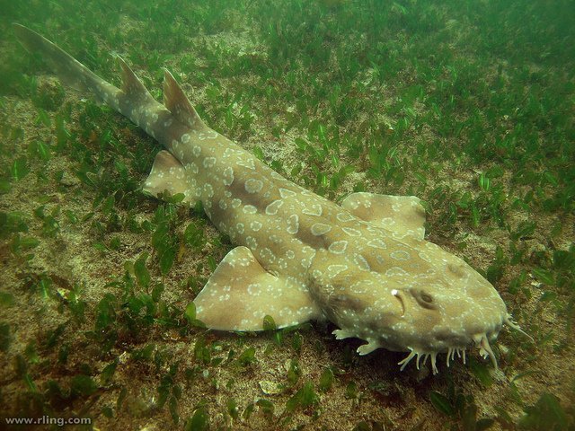 wobbegong, Orectolobidae
