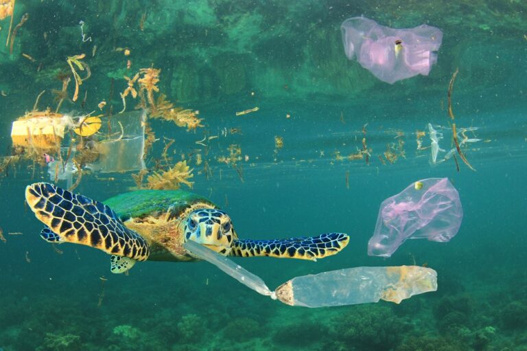 YOU Can Save the Shoreline!