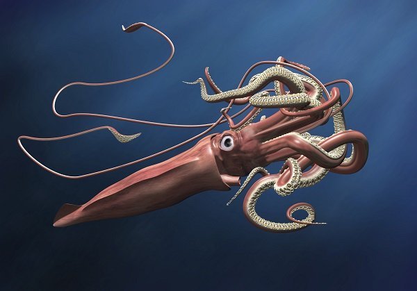 Giant Squid