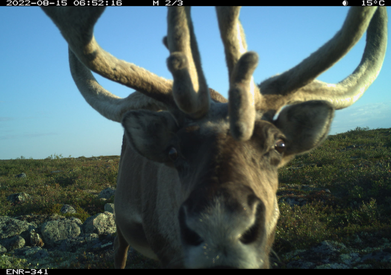 Taking Care of Caribou with Claudia Haas! An Adventure in the Northwest Territories