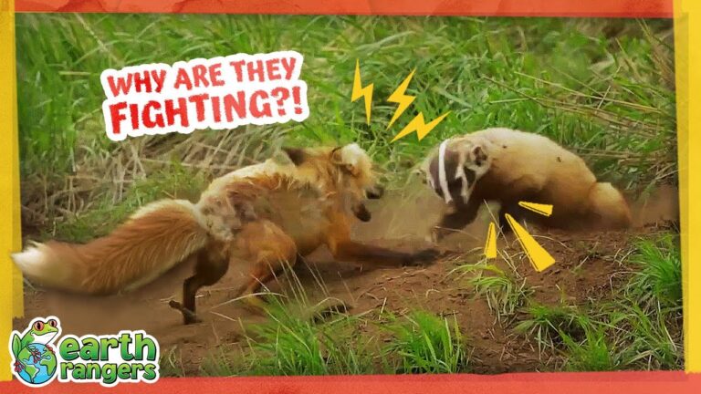 Fox Mom Defends Her Den from a Sneaky Badger! 