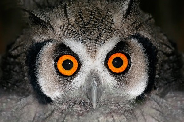 owl eyes