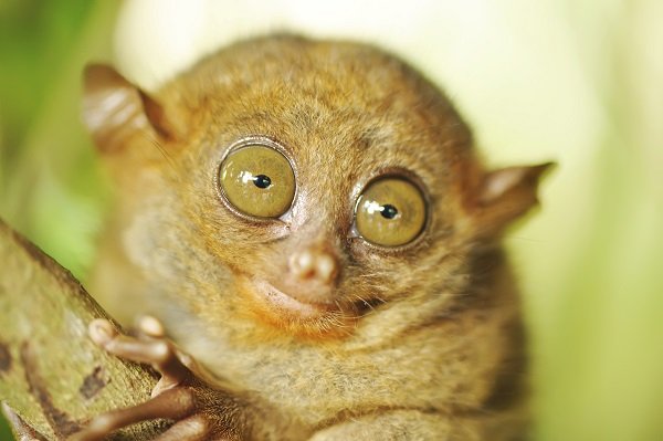 Tarsier