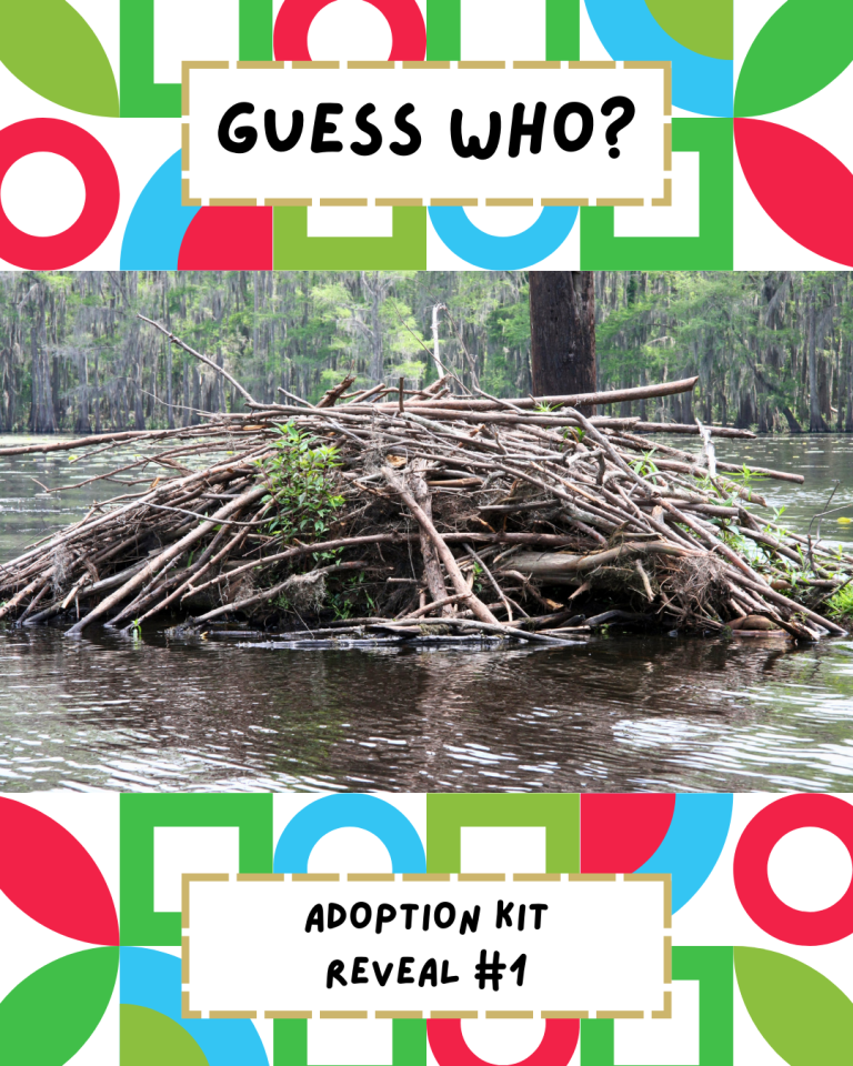 Guess Our First New Adoptable Animal!