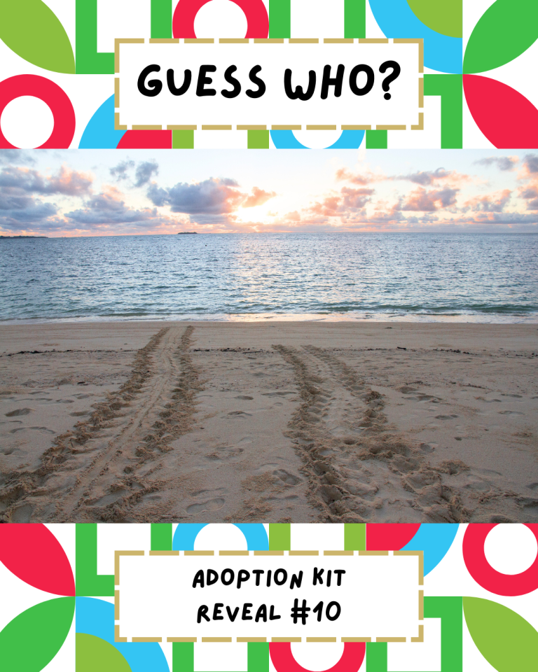 Guess Our Tenth Adoptable Animal!