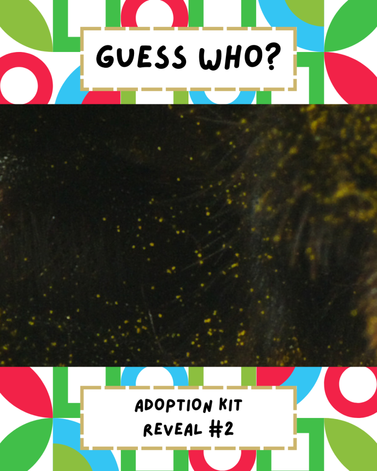 Guess Our Second Adoptable Animal!