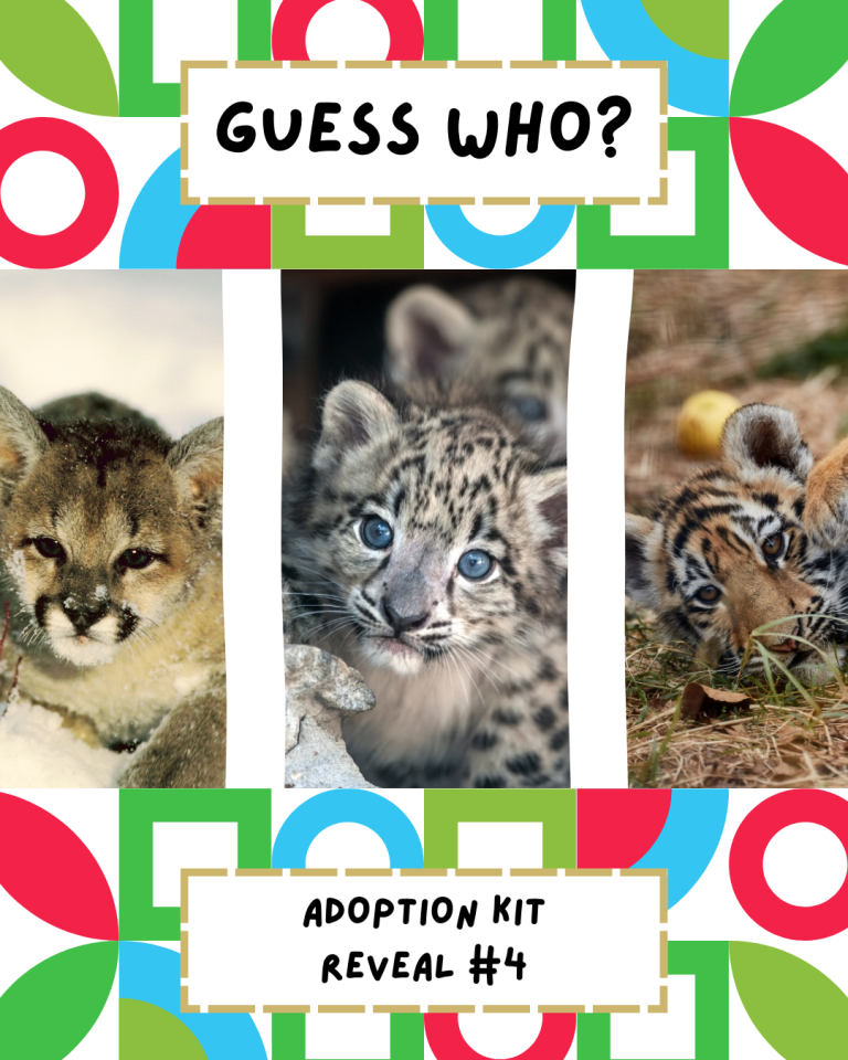 Guess Our Fourth Adoptable Animal!