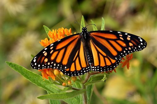 Monarchs: Mega migrators that need your help!