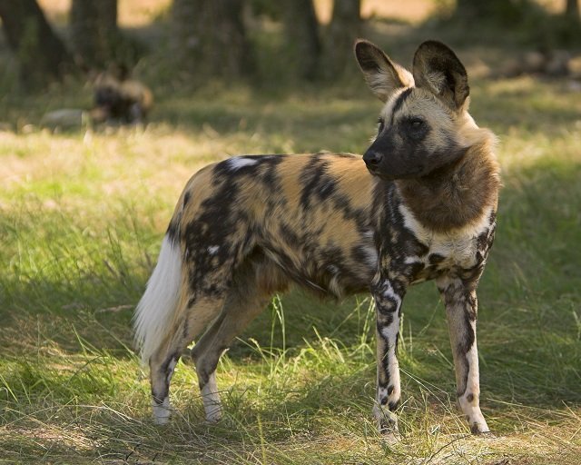 top 10 biggest wild dogs