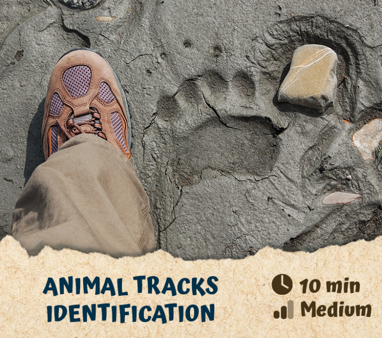 Animal Tracks Identification