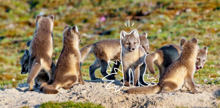 Caption This: What is this Arctic Fox Thinking?