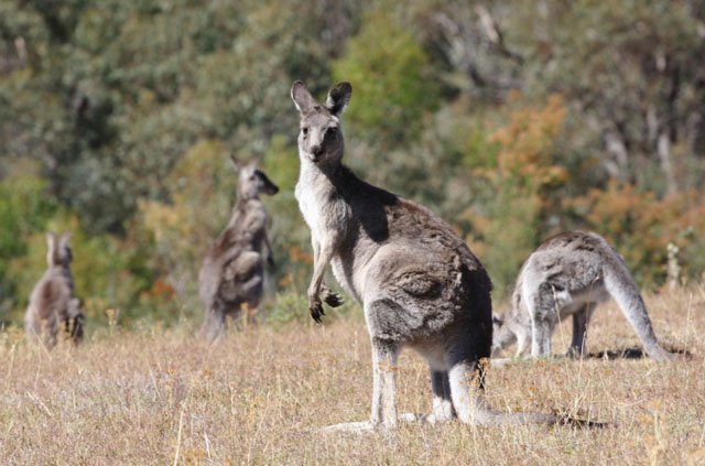 A Mob of Kangaroos