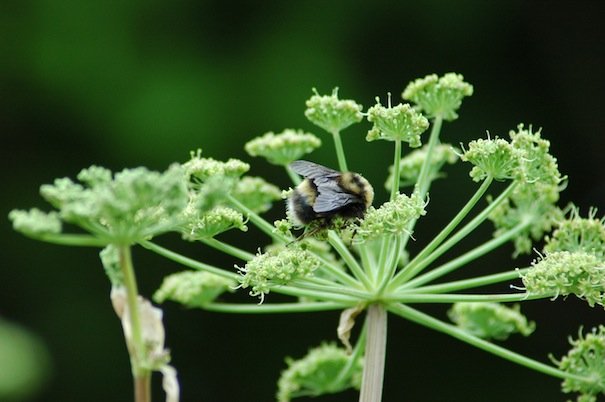 B occidentalis queen