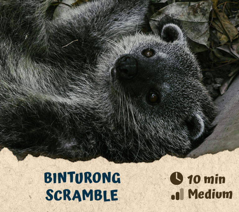 Binturong Scramble