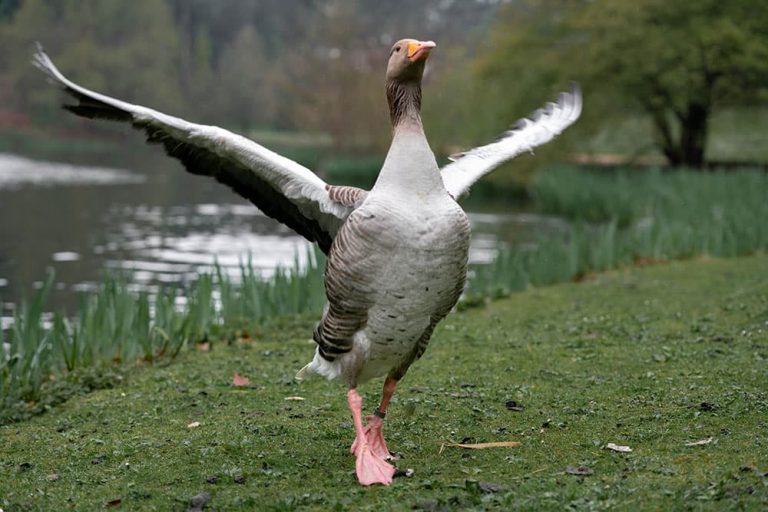 How do birds know when it’s time to migrate?