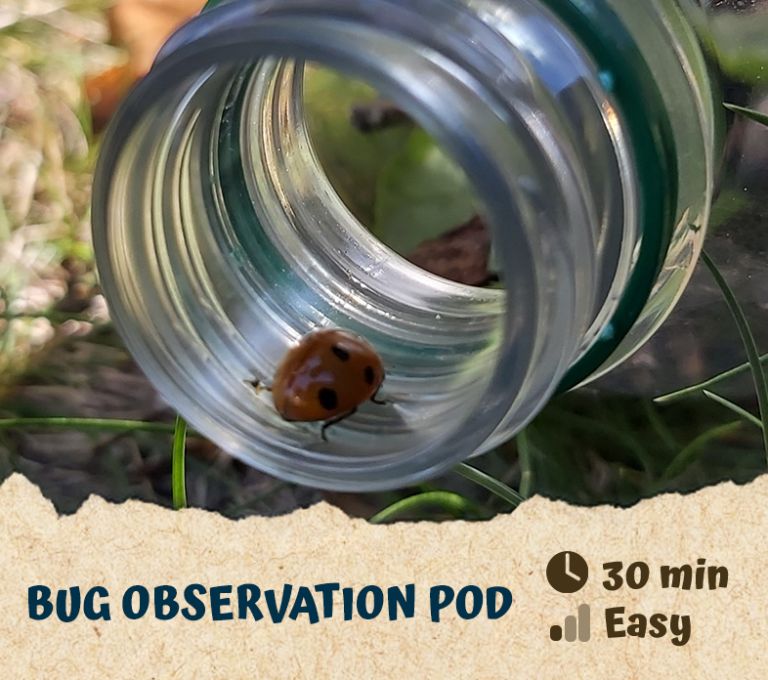 Bug Observation Pod