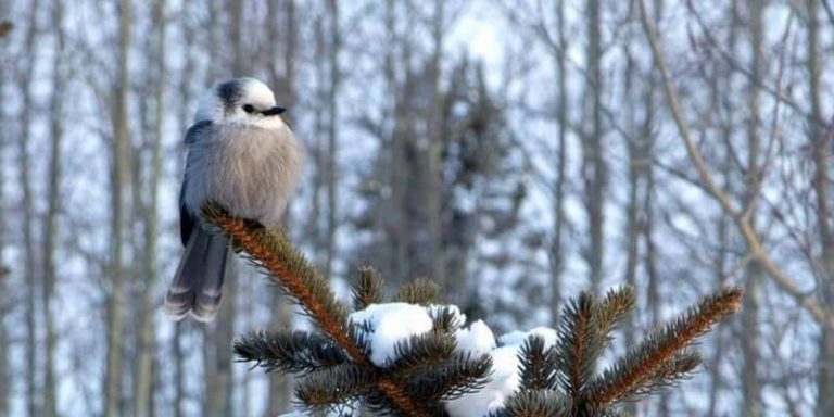 This Canada Jay Needs a Nest!