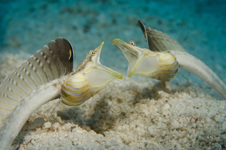 Caption This: What are these eels saying?