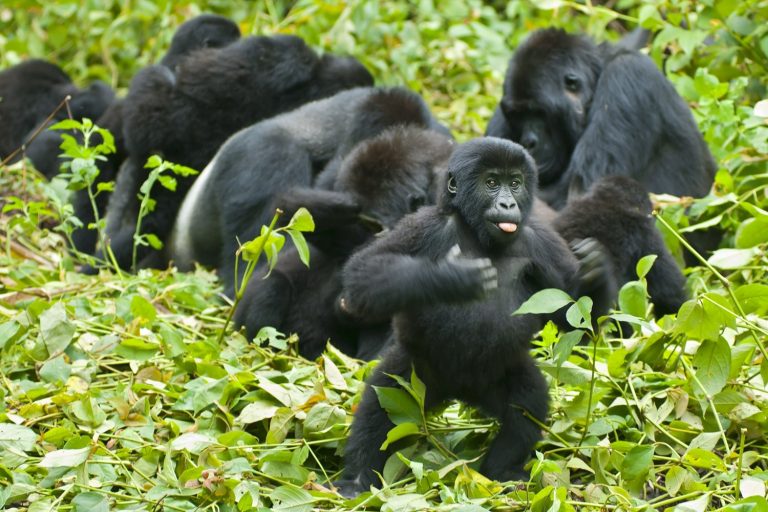 Caption This: What is this Gorilla Thinking?