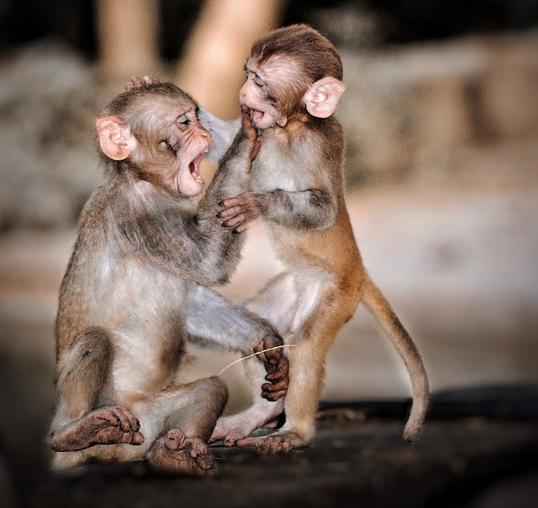 Caption This: What are these monkeys saying?