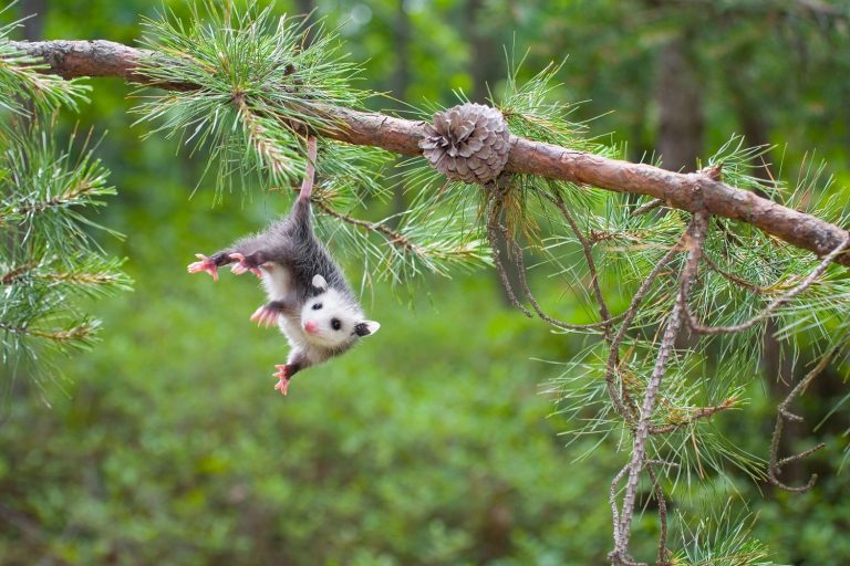 Caption This: What is this Opossum Thinking?