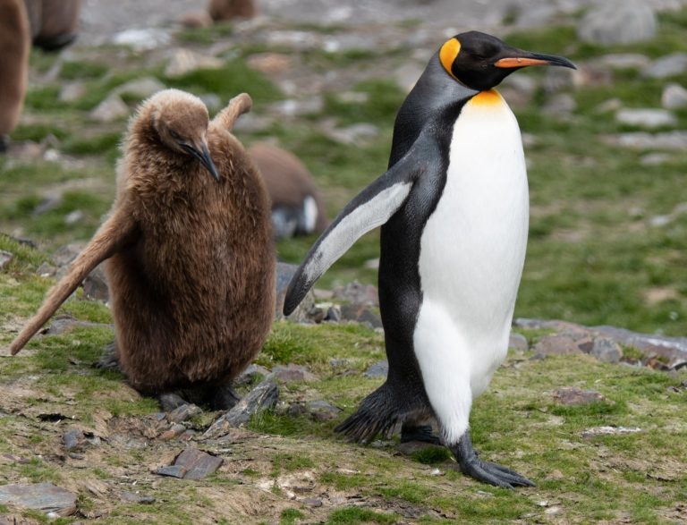 Caption This: What are these penguins thinking?