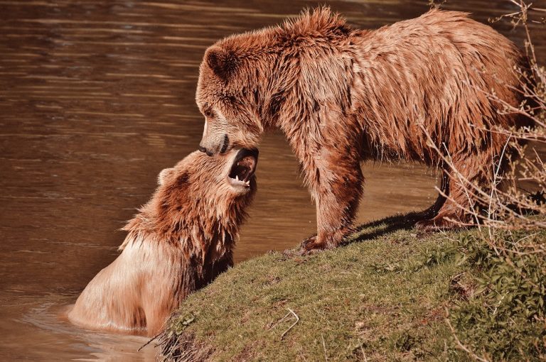 Caption This: What are these grizzly bears saying?