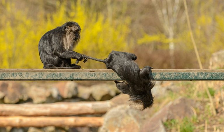 Caption This: What are these two monkeys saying?