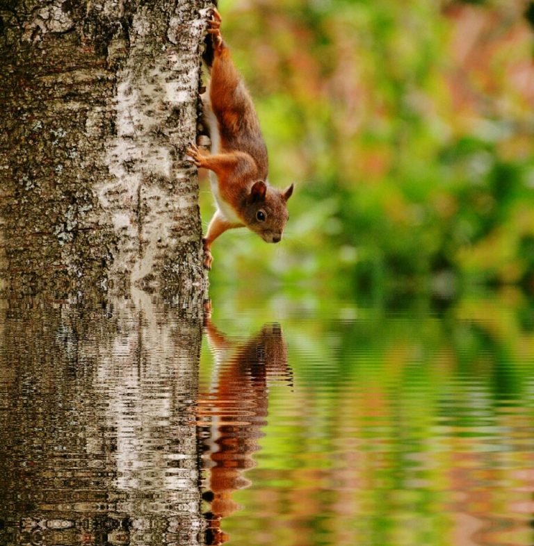 Caption This: What is this squirrel thinking?