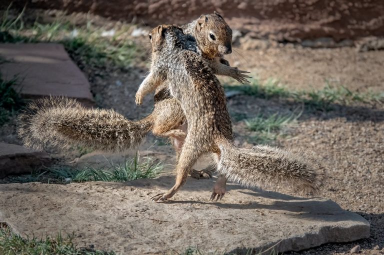 Caption This: What these squirrels are saying?