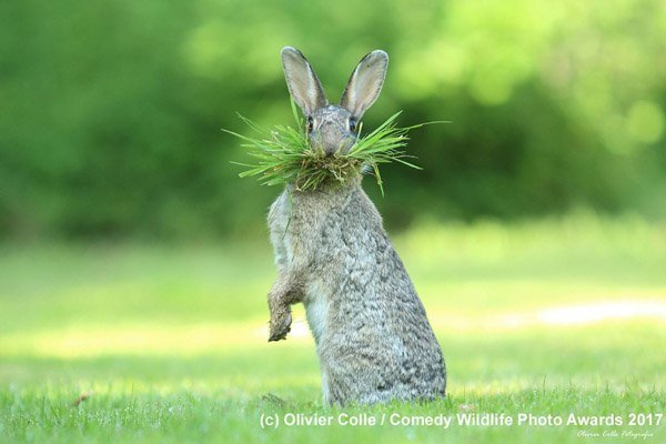 submit planets funniest animals