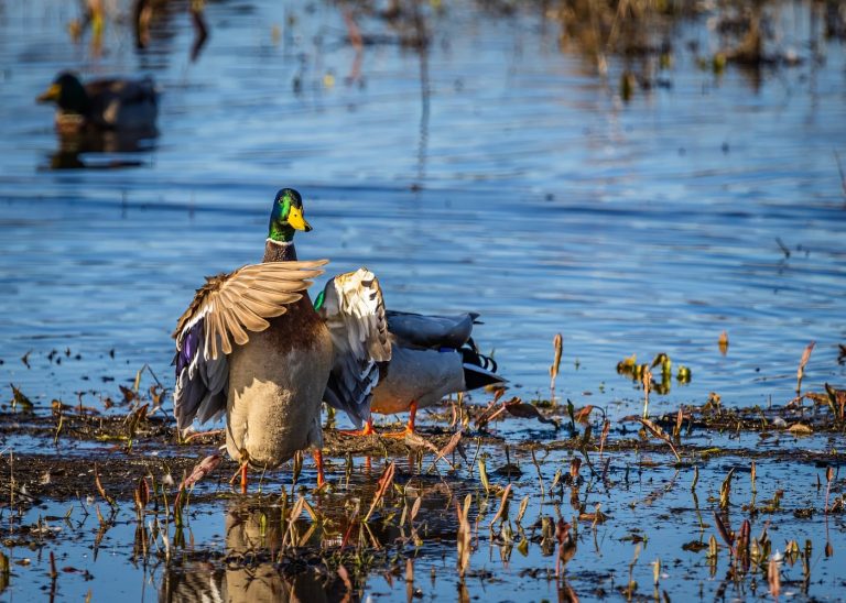 Caption This: What is this Duck thinking?