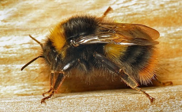 Bourdon précoce (Bombus pratorum)