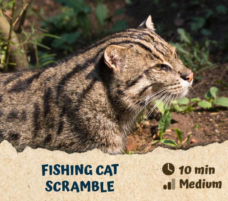 Fishing Cat Scramble