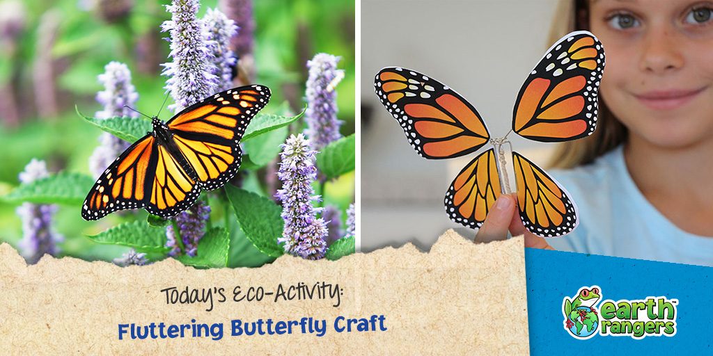 Fluttering Butterfly Craft - Earth Rangers